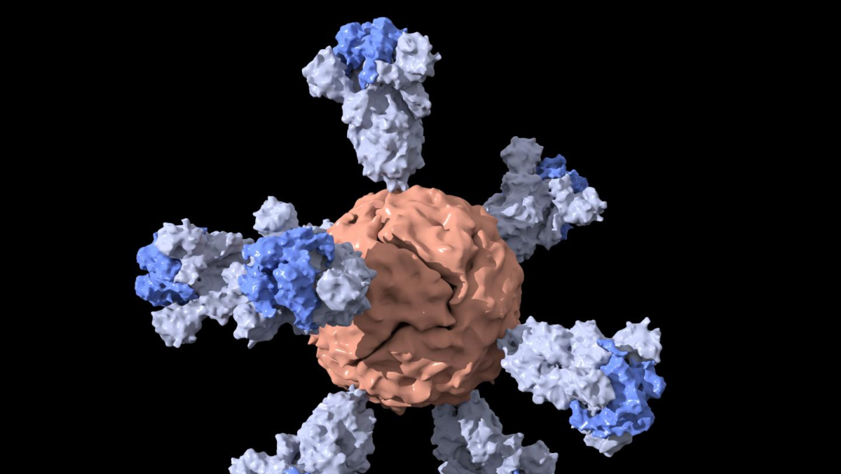 Antibody-guided lipid nanoparticle model for targeted mRNA delivery